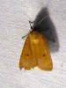 306560 – Photo : Moth-er – France (69)